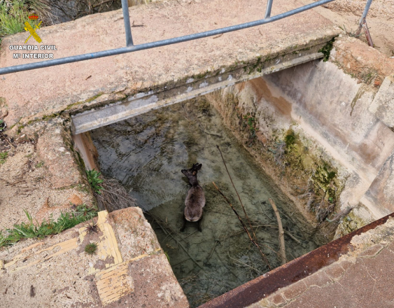 La Guardia Civil rescata a un corzo en un canal de las Lagunas de Ruidera
