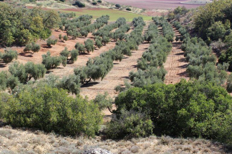 Sí a la Tierra Viva reafirma su apoyo incondicional a la ciudadanía e instituciones canarias en su lucha contra la minería de tierras raras
