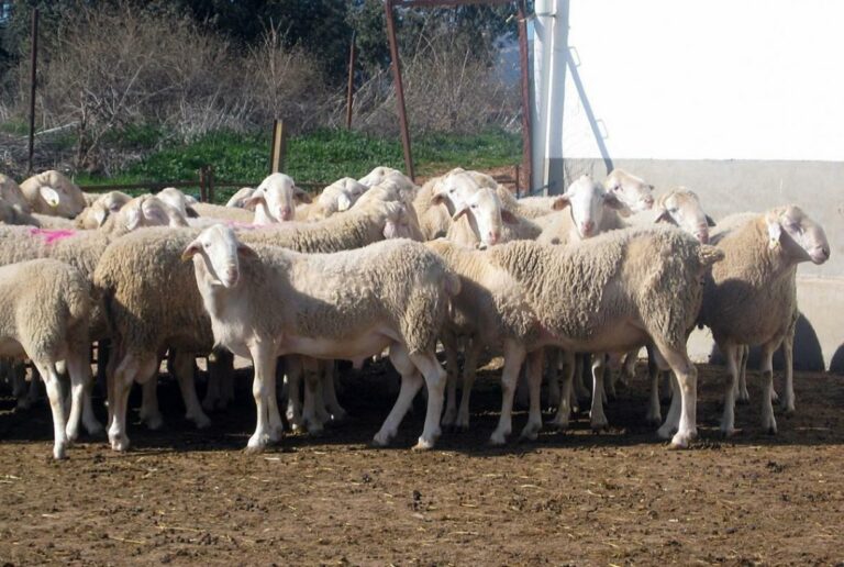 Castilla-La Mancha lanza una ayuda excepcional de 4,6 millones de euros para explotaciones ganaderas afectadas por el serotipo 3 de lengua azul