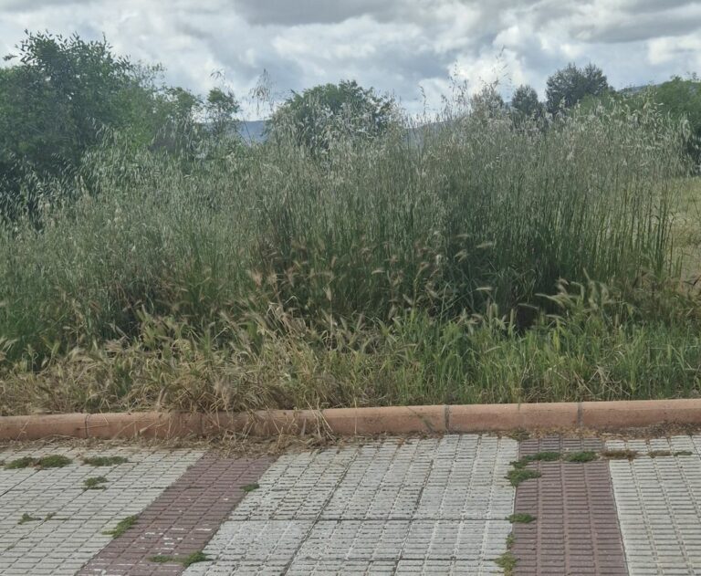 Podemos Puertollano pide un mantenimiento que evite que parques y jardines sean «inaccesibles» en primavera