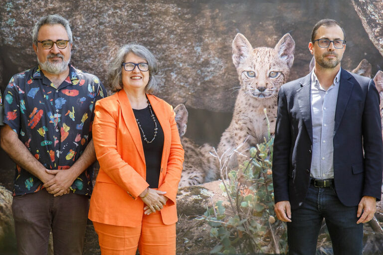 El Gobierno regional informa de que Castilla-La Mancha se convierte en la Comunidad Autónoma con mayor número de linces ibéricos con 942 ejemplares