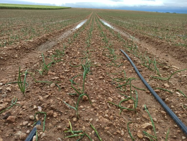 Las tormentas de granizo se ceban con los cultivos del paraje del Cambrón