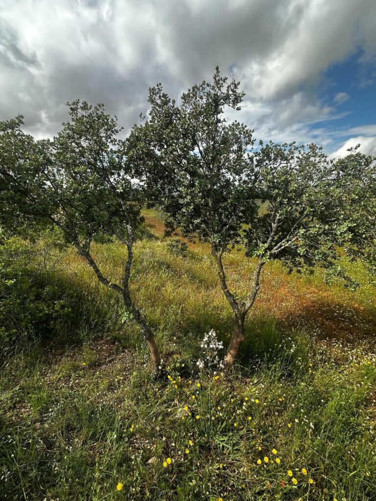Concluye el proyecto “Campo de Montiel más natural y resiliente”, una iniciativa de la Fundación FIRE para la adaptación del territorio al cambio climático