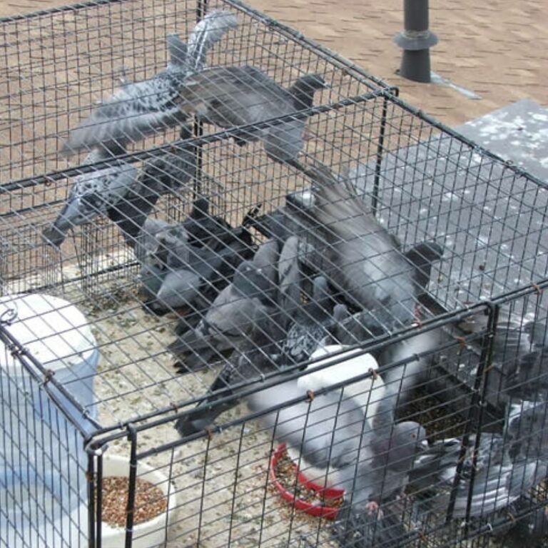 Captura de palomas: Carta al Ayuntamiento de Ciudad Real