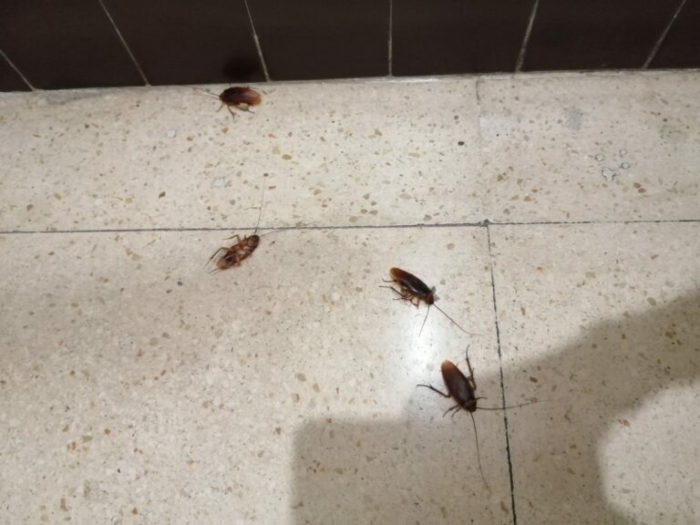 Puertollano: Preocupantes imágenes en el PAC del Centro de Salud Barataria, con cucarachas deambulando
