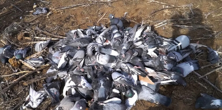 Carta al concejal responsable de la captura y exterminio de palomas en Alcázar de San Juan