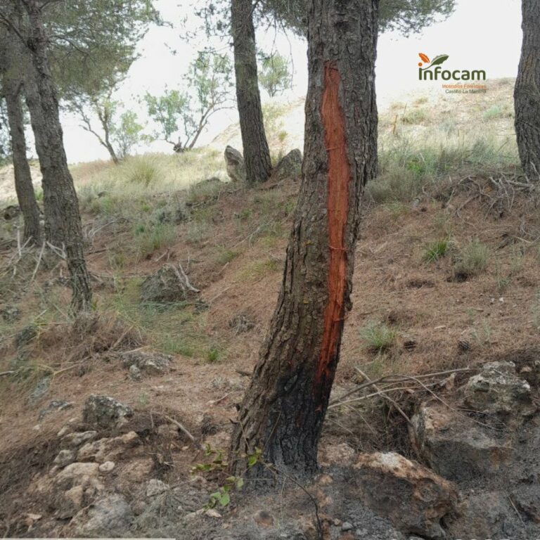 Se han registrado 1.287 rayos en las últimas horas en Castilla-La Mancha