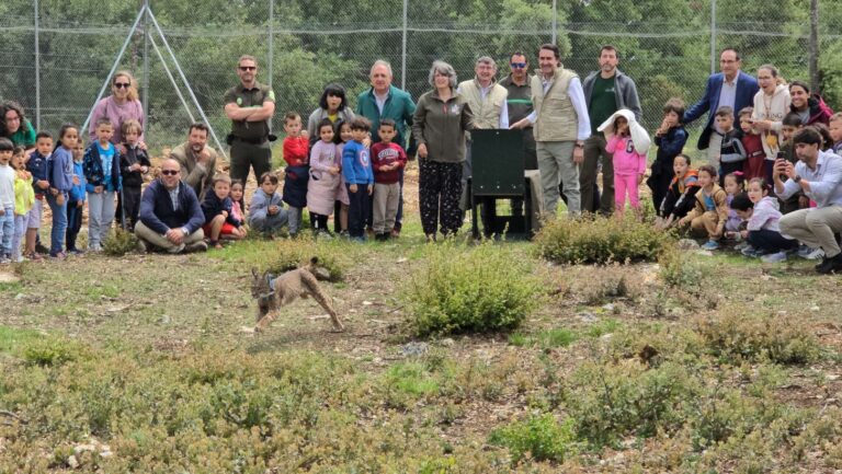 El Gobierno regional lleva a cabo la primera translocación entre comunidades autónomas cediendo un ejemplar de lince ibérico a Castilla y León
