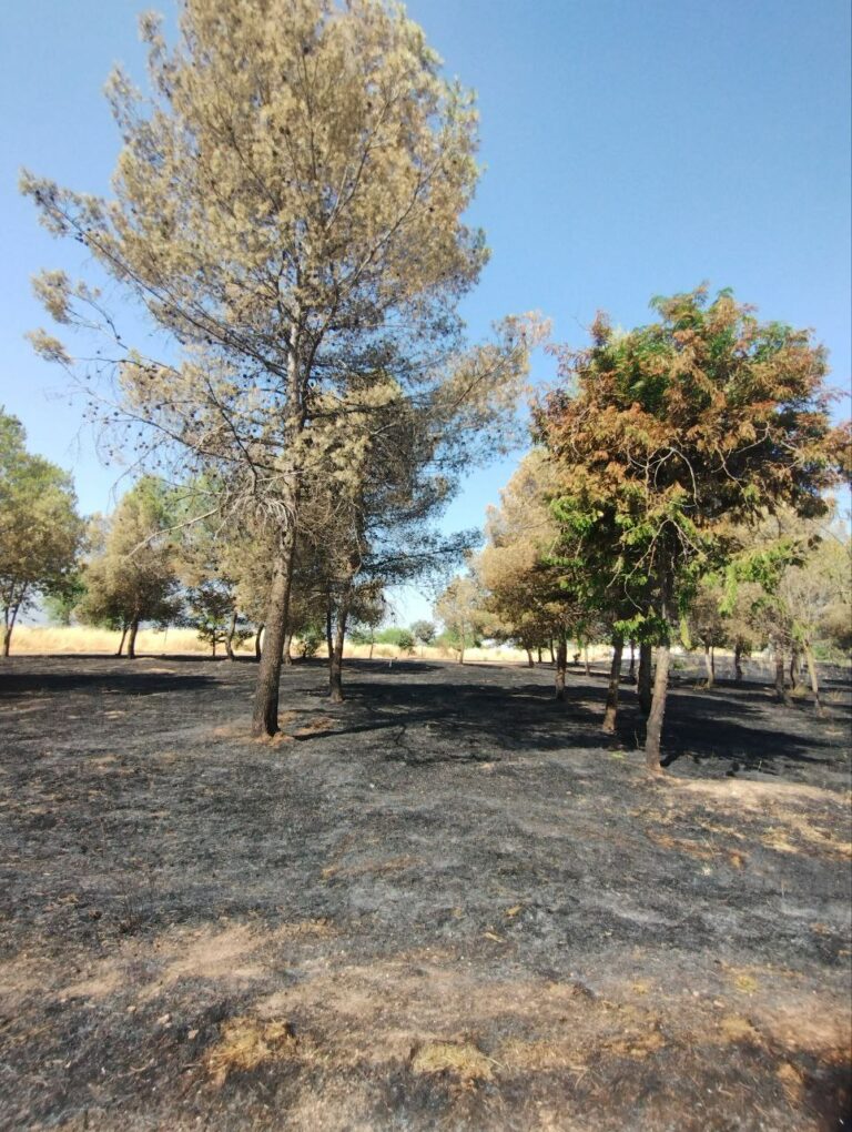 Puertollano: El PP acusa a Podemos de usar el incendio provocado del parque Pozo Norte para alimentar el «odio»