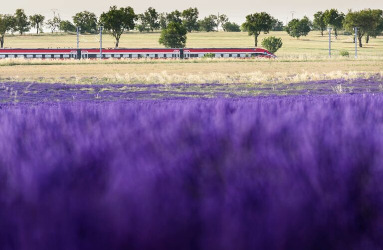 Renfe vuelve a poner en marcha este jueves el ‘Tren de la Lavanda’ para conocer los campos de Brihuega