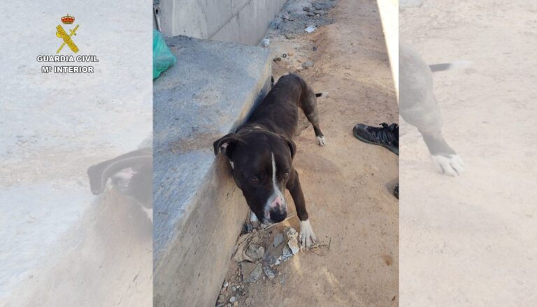 El Seprona investiga a una persona por abandonar a un perro atado al sol en Valdepeñas