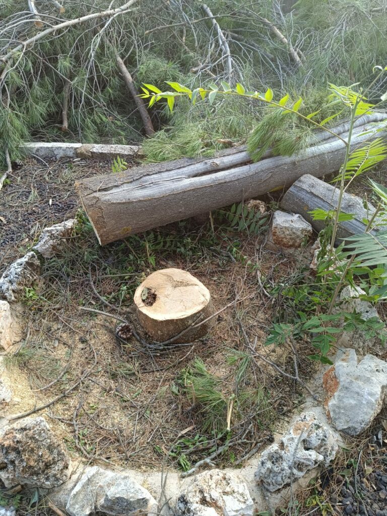 Ecologistas en Acción denuncia la tala indiscriminada de árboles en el Conjunto Histórico de Villalba de Calatrava