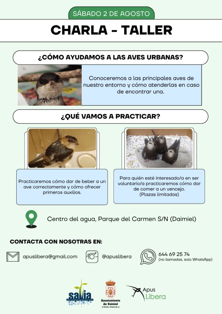 Apus Libera organizará la charla-taller «¿Cómo ayudamos a las aves urbanas?» el 2 de agosto en Daimiel