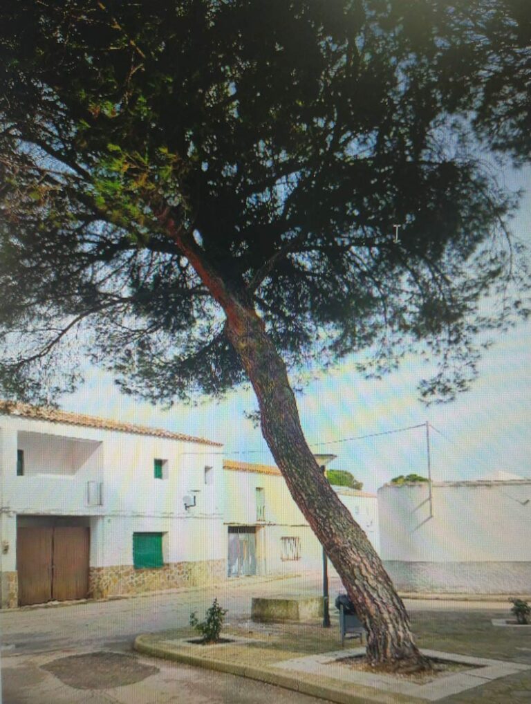 El Ayuntamiento de Viso del Marqués está saneando el arbolado del casco urbano de Villalba de Calatrava para la seguridad de la población
