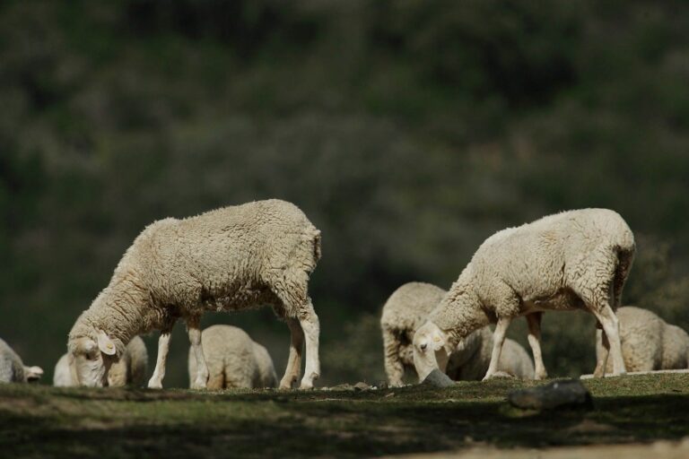 El Ministerio de Agricultura confirma lengua azul en Toledo y Ciudad Real
