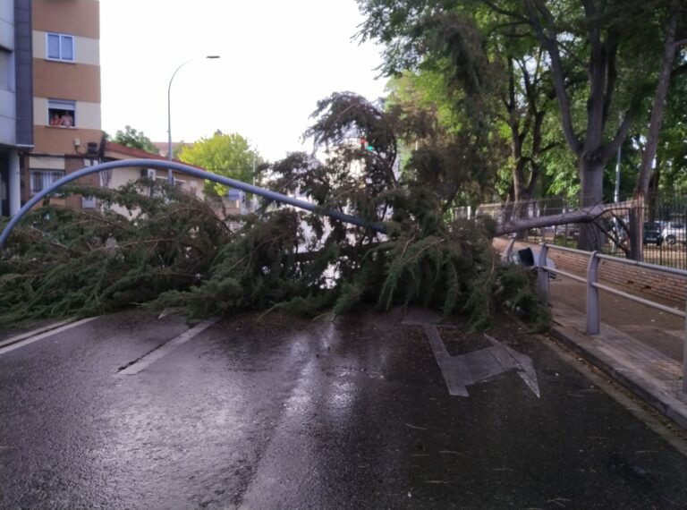 El fuerte viento derribó un árbol que cayó sobre la ronda