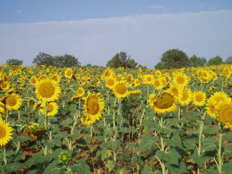 El Centro Agrario de Albaladejito publica la ubicación de los campos de ensayo de girasol de la campaña 2025 para poder ser visitados