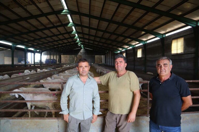 El Gobierno regional ha abonado más de 38 millones de euros a los ganaderos de ovino y caprino en la campaña de la PAC de 2024
