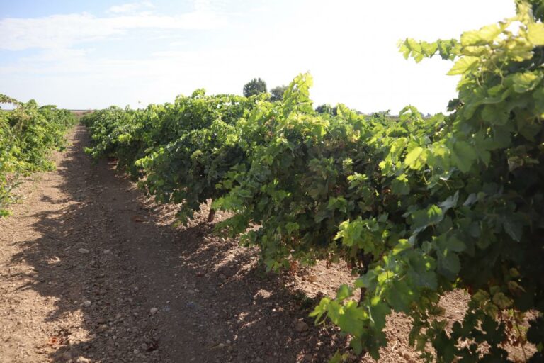 Los viticultores de Castilla-La Mancha reciben de manera anticipada 5,5 millones de euros de indemnización por daños provocados por pedrisco