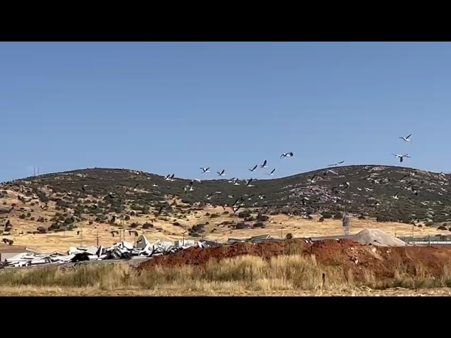 Las cigüeñas, parada y fonda