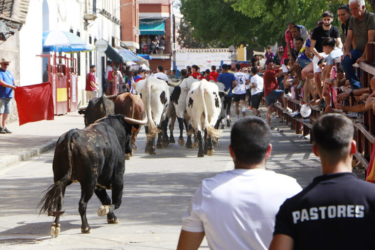 Una persona de 82 años, herida por asta de toro este viernes mientras veía los encierros en Almodóvar del Campo