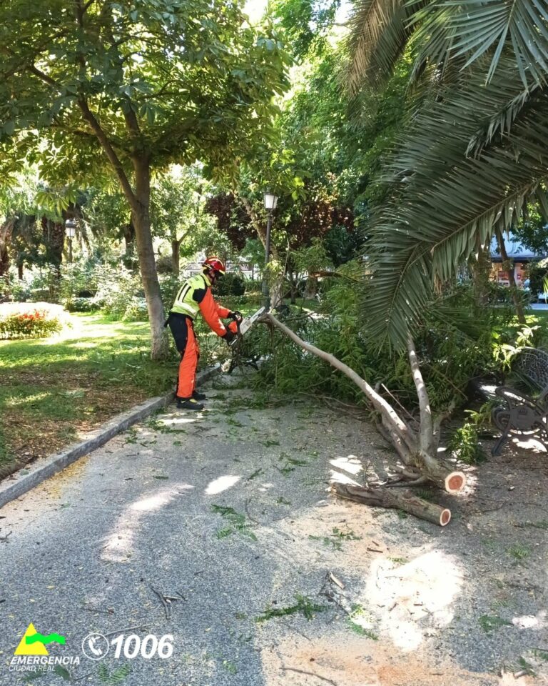 Puertollano: Cae una gran rama en el centro del Paseo de San Gregorio