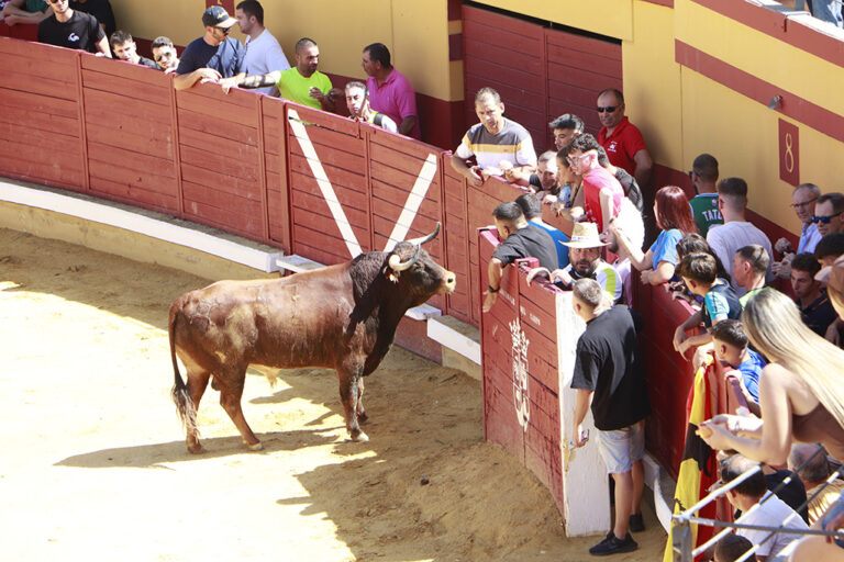 Herido un hombre en el escroto tras ser alcanzado por un toro en los encierros de Almodóvar del Campo