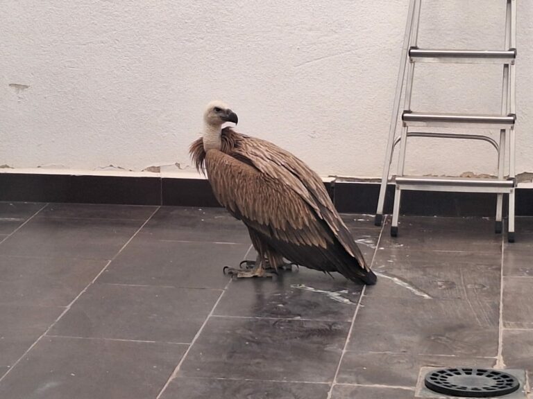 Un buitre leonado aterriza en un patio de vecinos en Puertollano
