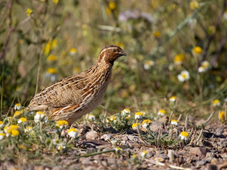 El Gobierno regional abre hoy, 8 de octubre, la temporada hábil de caza menor y mayor en Castilla-La Mancha