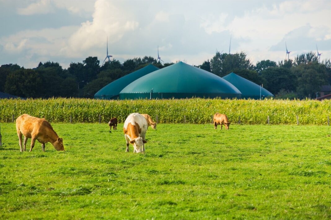 Vacas en un prado