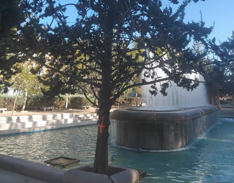 Puertollano: Piden la salvación de los cipreses arizónica de la fuente de la Virgen de Gracia