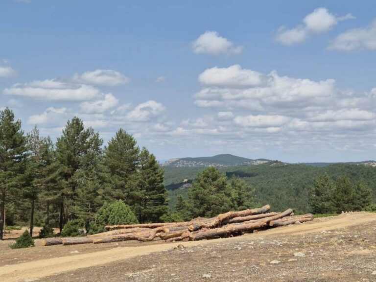 El Gobierno regional publica la convocatoria de ayudas para el fomento de agrupaciones de propietarios forestales privados por 200.000 euros