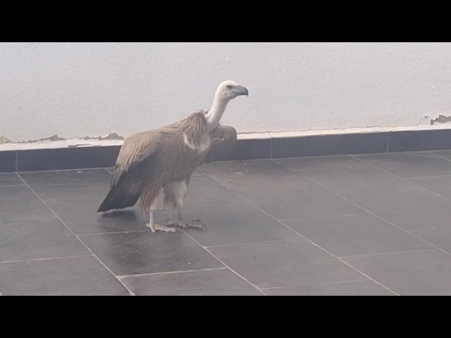 Un buitre en mi patio