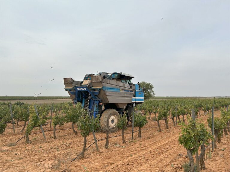Cooperativas C-LM rectifica a la baja sus expectativas en vendimia y cree que cosecha disminuirá un 18% respecto a 2024