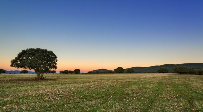 El Gobierno regional convoca las ayudas para empresas, particulares y entidades sin ánimo de lucro de las áreas de influencia de Cabañeros y Las Tablas de Daimiel