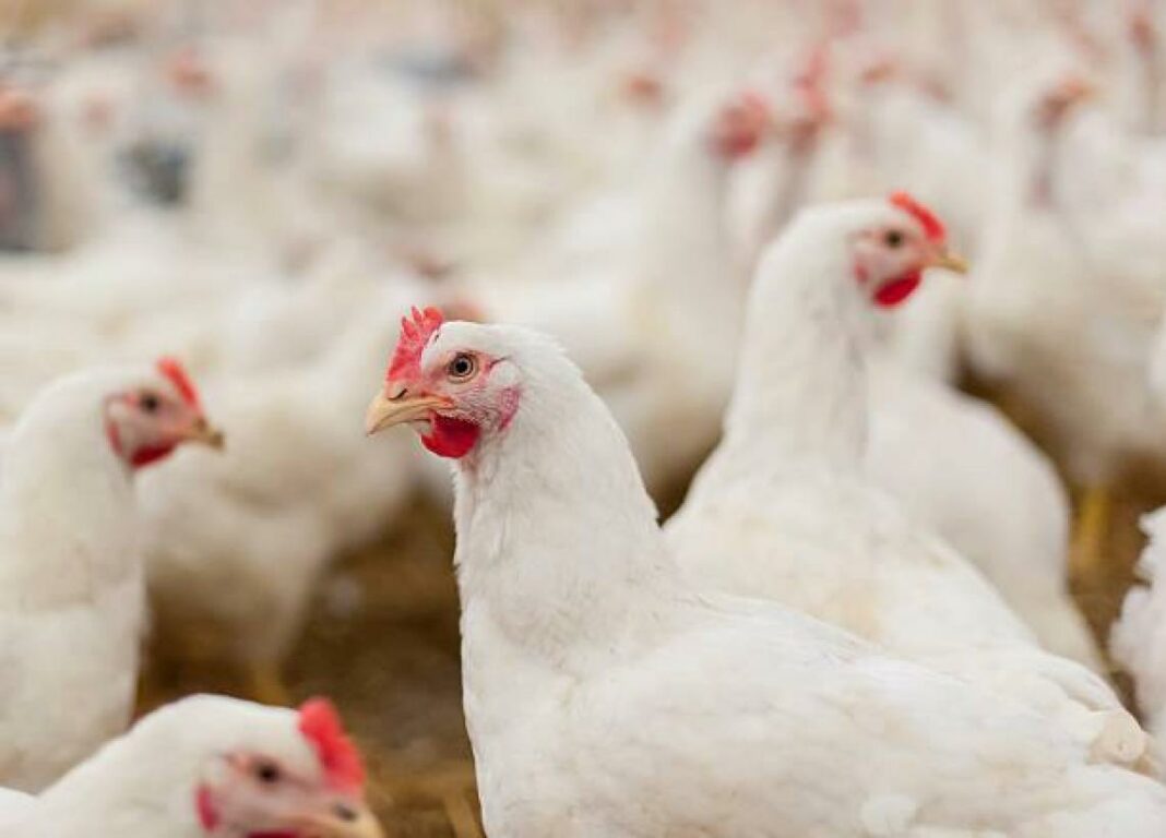 Gallinas