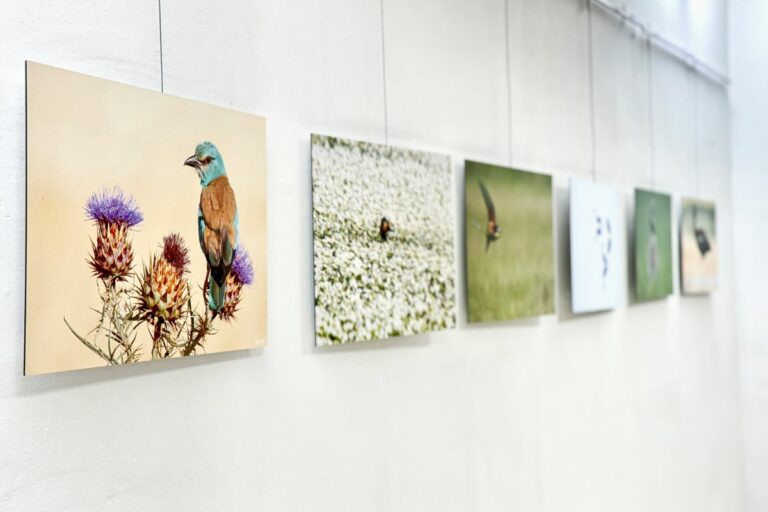 El Museo AVAN de Viso del Marqués acoge la exposición de aves “Posados” de Aníbal de la Beldad Caro hasta el 30 de noviembre