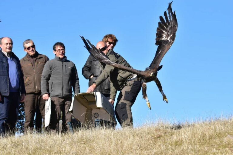 El Gobierno de Castilla-La Mancha libera 3 ejemplares de águila real e imperial que se suman a las 190 parejas contabilizadas en Ciudad Real 
