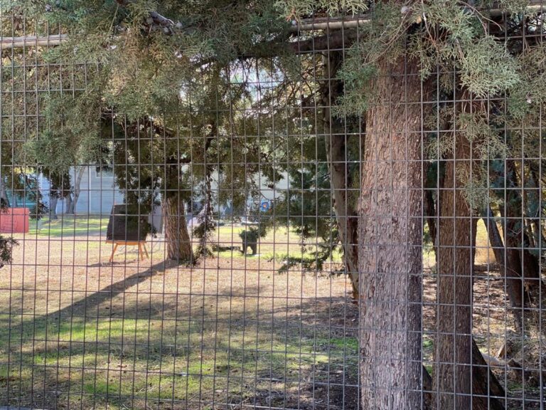 Valdepeñas Vive Verde lamenta la pérdida de otro espacio verde para ampliar una almazara