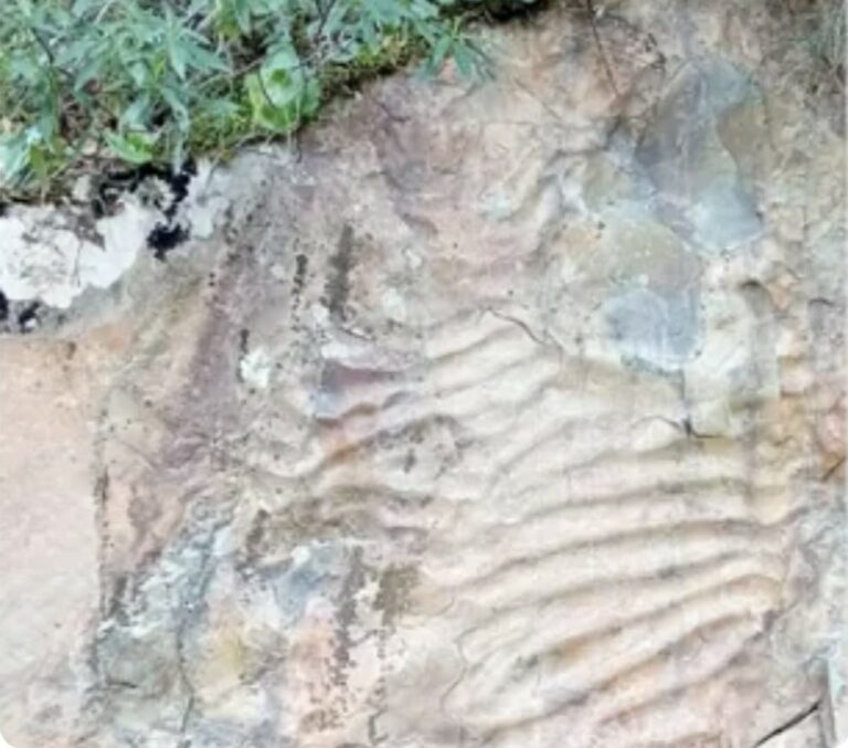 La Biblioteca Pública del Estado de Ciudad Real acoge la charla «Cabañeros sumergido»