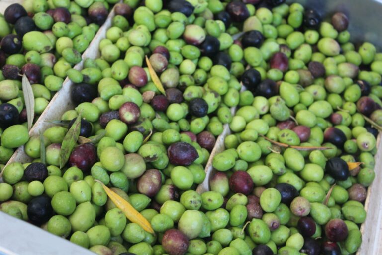 Asaja Ciudad Real prevé un descenso de cosecha del 15% en la campaña de la aceituna debido a la sequía