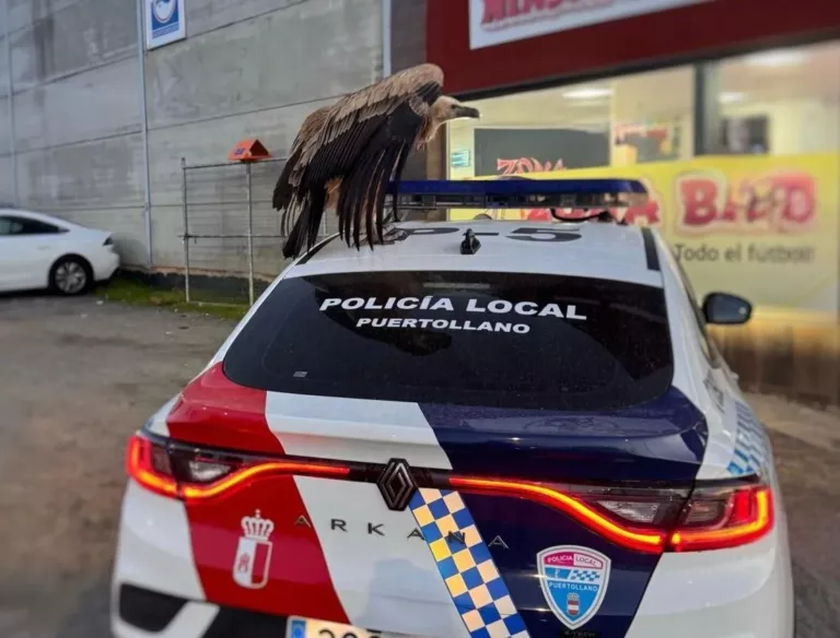La curiosa imagen del buitre amigo de la Policía Local de Puertollano