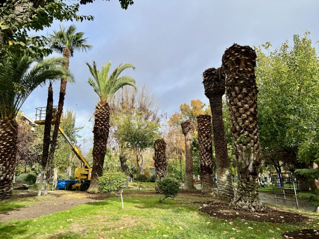 Palmeras enfermas en el Paseo de San Gregorio de Puertollano
