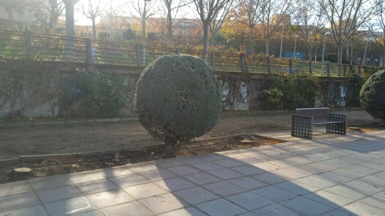 Ecologistas en Acción denuncia la pérdida de arbolado “esencial” en el Parque de Gasset de Ciudad Real