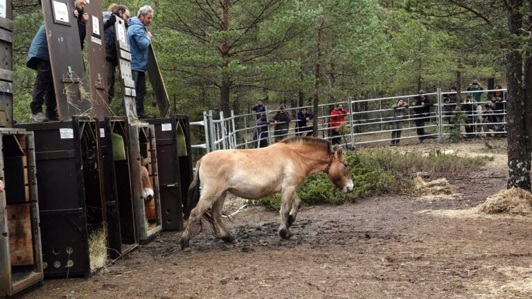 Llegan a la finca ‘La Campana’ de Checa seis ejemplares de caballo de Przewalski