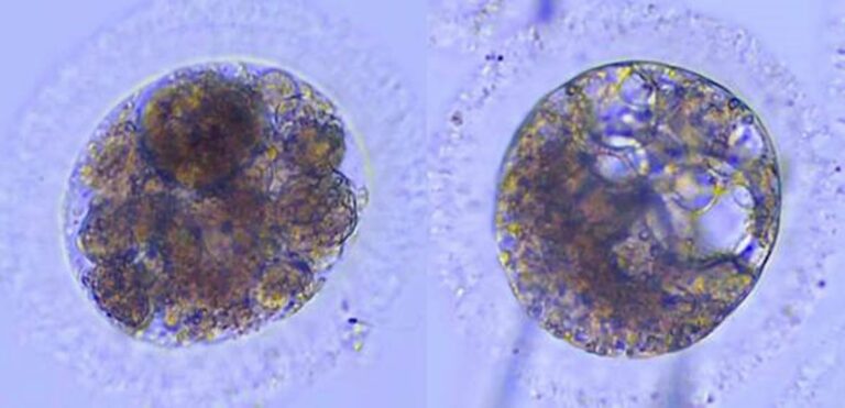Científicos logran producir por primera vez embriones de lince ibérico desde muestras ‘post mortem’ y criopreservadas