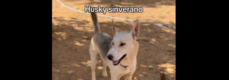 Husky sinverano, gran daniel o salchipapa, las grandes ‘razas’ que esperan un hogar en la Protectora de Ciudad Real