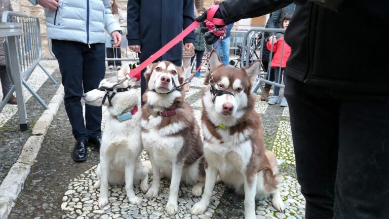 Ciudad Real: Un simpático trío de huskys siberianos, animales más destacados en la bendición de San Antón