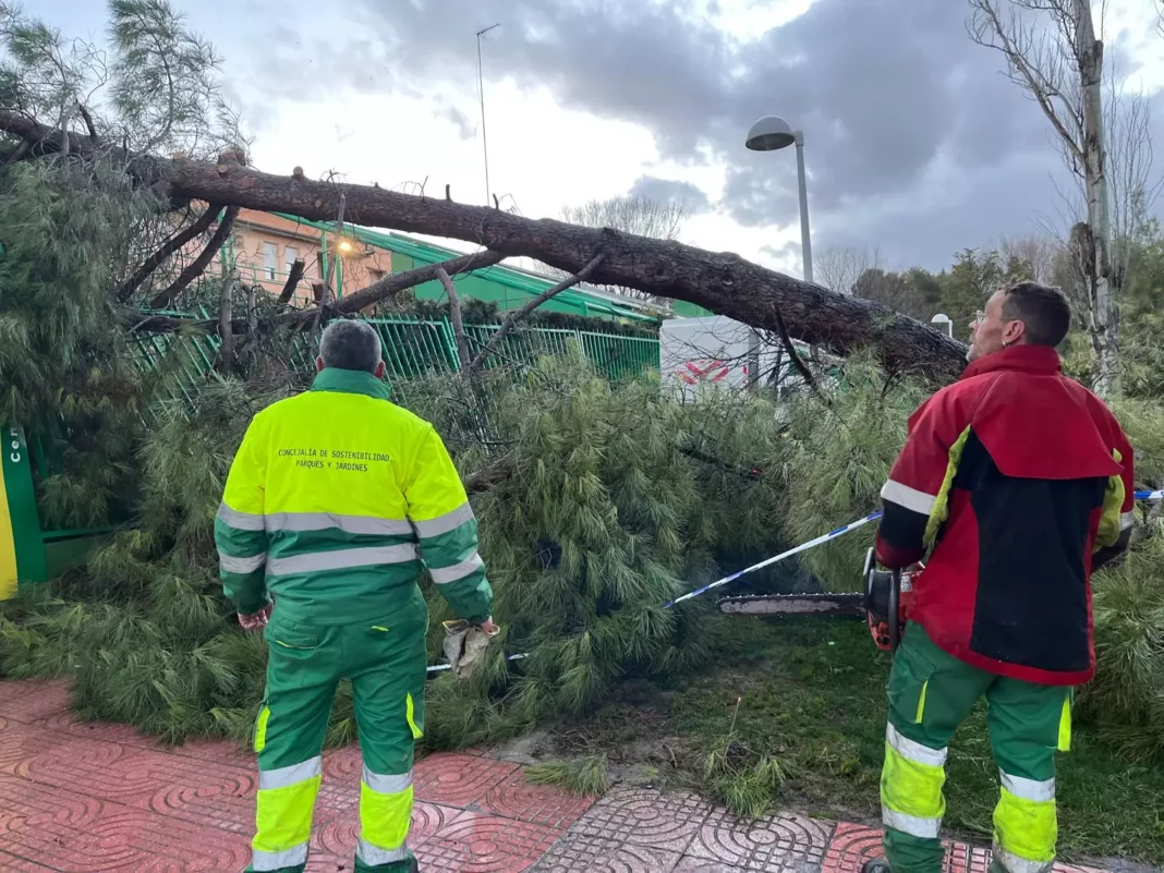 Servicios del Ayuntamiento retirando un arbol caido