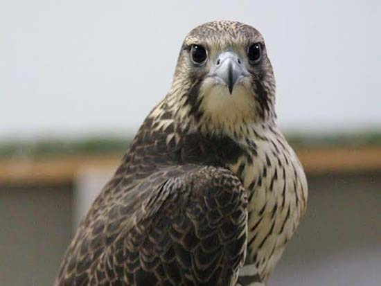 El Ayuntamiento destinará 160.000 euros a un proyecto para introducir halcones peregrinos en diferentes ubicaciones de Ciudad Real